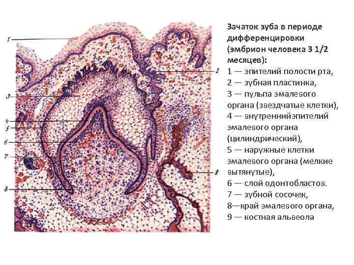 Зачатки