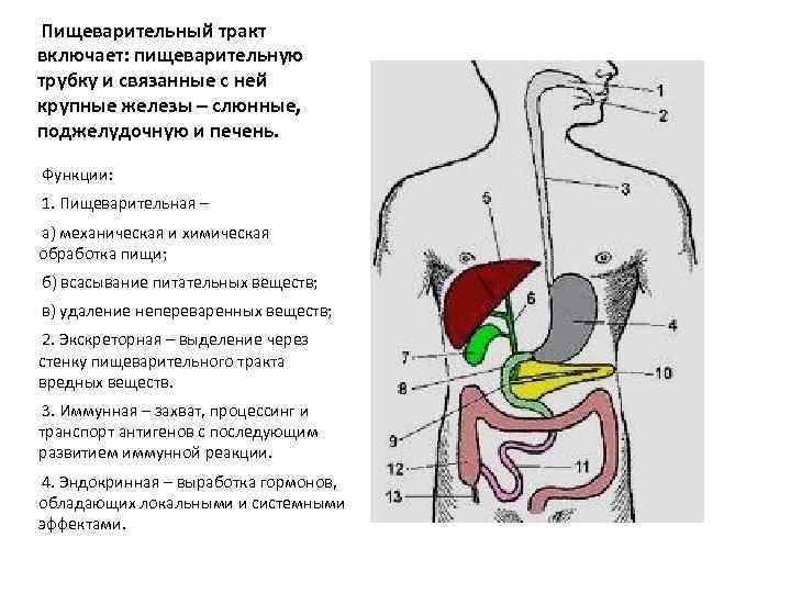 Определи название отдела пищеварительной системы который обозначен на рисунке цифрой 4