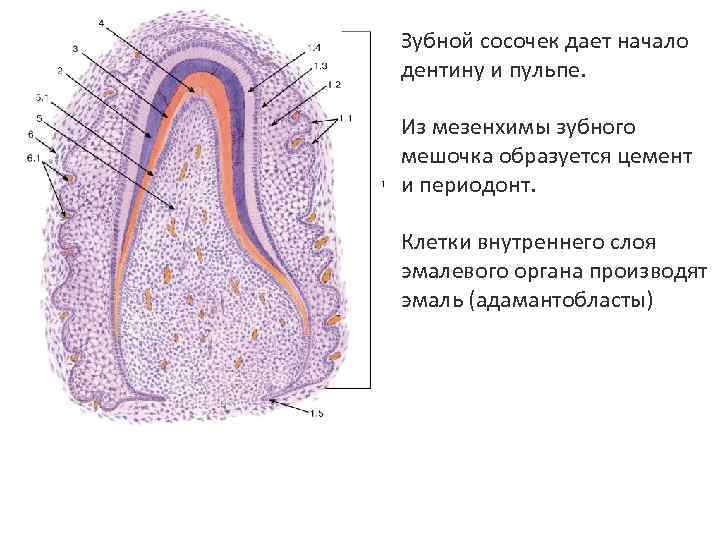 Анальные сосочки увеличенные фото