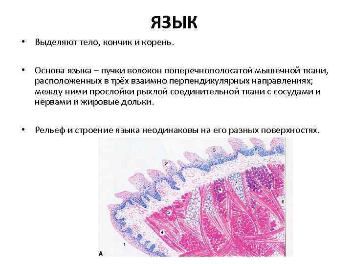 Тела выделяют