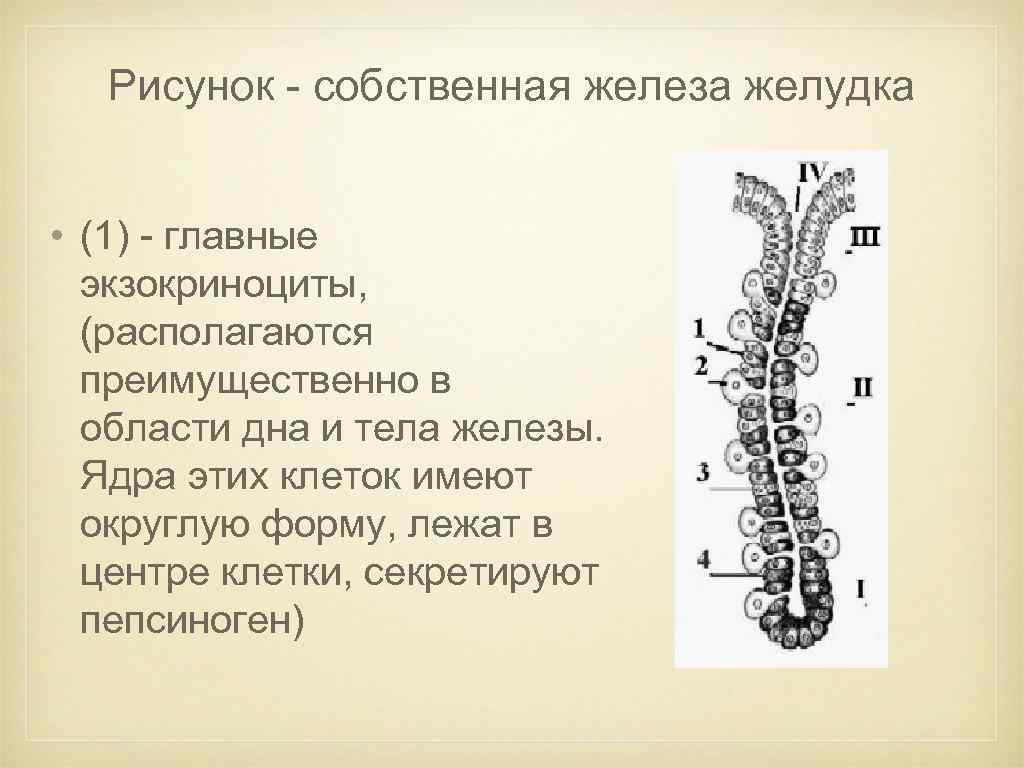 Рисунок - собственная железа желудка • (1) - главные экзокриноциты, (располагаются преимущественно в области