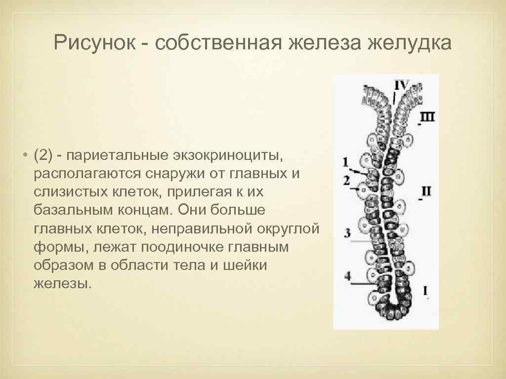 Париетальные клетки желудка. Строение фундальной железы желудка. Клетки фундальной железы желудка. Собственная железа желудка схема. Схема фундальной железы желудка.