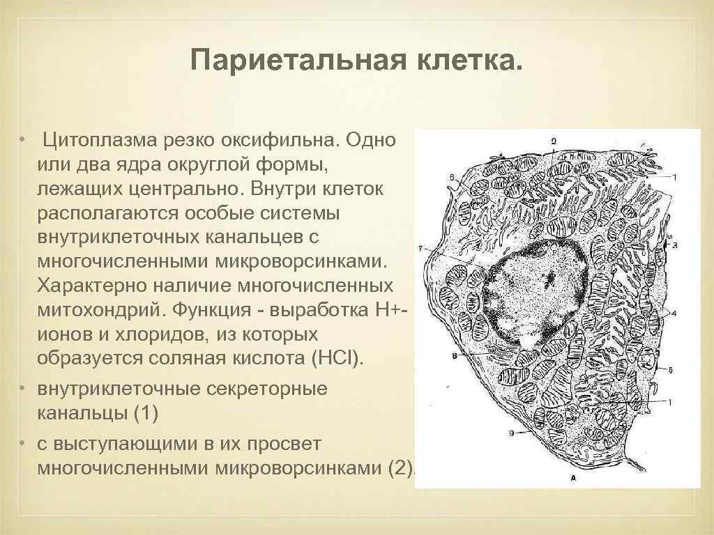 Париетальная клетка. • Цитоплазма резко оксифильна. Одно или два ядра округлой формы, лежащих центрально.