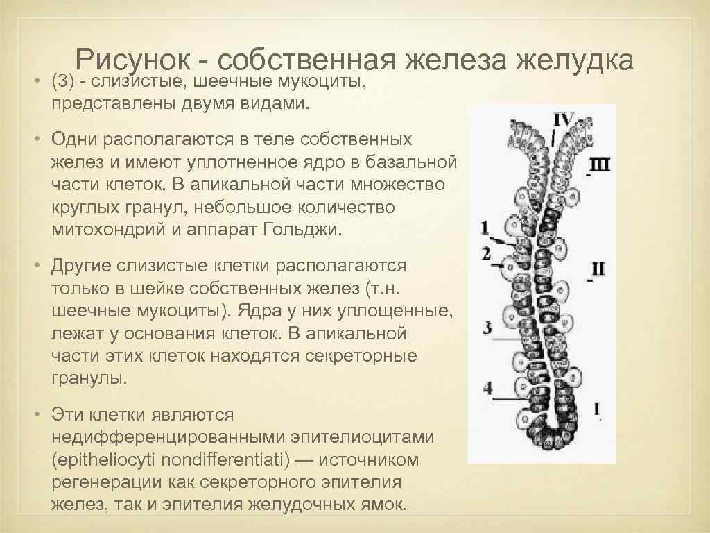 Железа желудка. Собственные железы желудка. Собственные железы желудка располагаются в. Шеечные клетки желез желудка. Шеечные мукоциты.