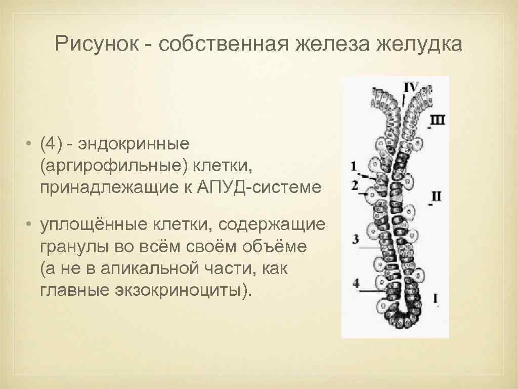 Рисунок - собственная железа желудка • (4) - эндокринные (аргирофильные) клетки, принадлежащие к АПУД-системе