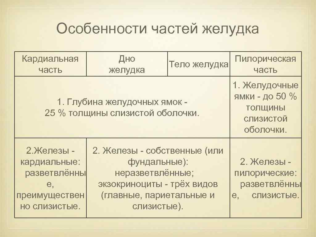 Особенности частей желудка Кардиальная часть Дно желудка Пилорическая Тело желудка часть 1. Глубина желудочных