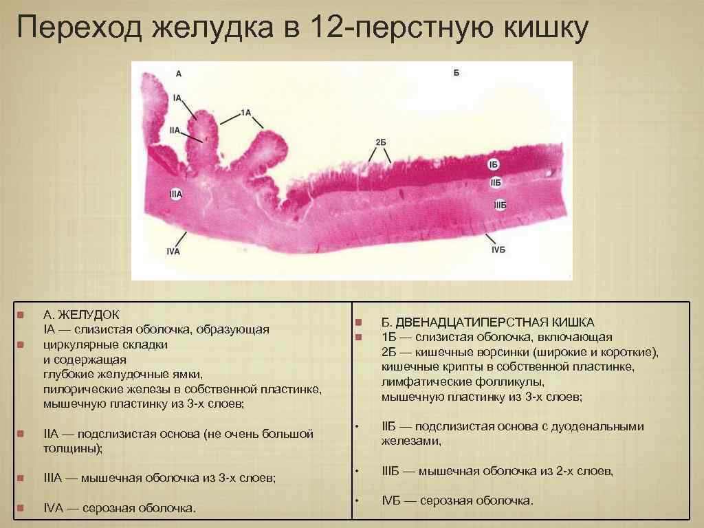 Переход желудка в 12 -перстную кишку А. ЖЕЛУДОК IA — слизистая оболочка, образующая циркулярные
