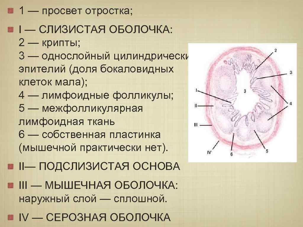 3 функции слизистой оболочки. Червеобразный отросток гистология эпителий. Слизистая оболочка червеобразного отростка. Червеобразный отросток гистология. Червеоьразный отросток гисьолшия.