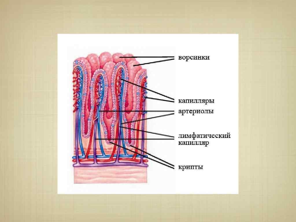 Строение ворсинок слизистой оболочки. Ворсинки и микроворсинки тонкого кишечника. Строение ворсинки тонкого кишечника. Строение кишечной ворсинки анатомия. Микроворсинки тонкой кишки рисунок.