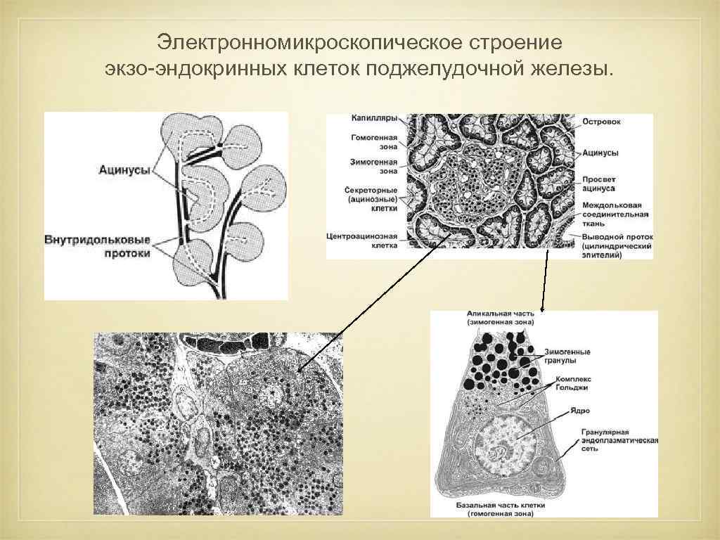 Железы описание