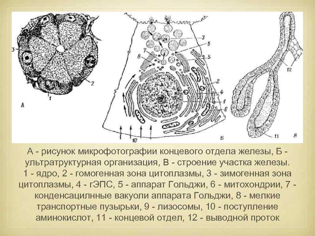 Строма желез