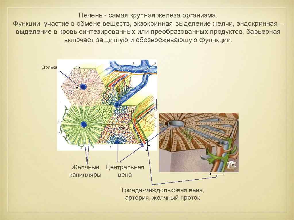 Самые крупные железы организма