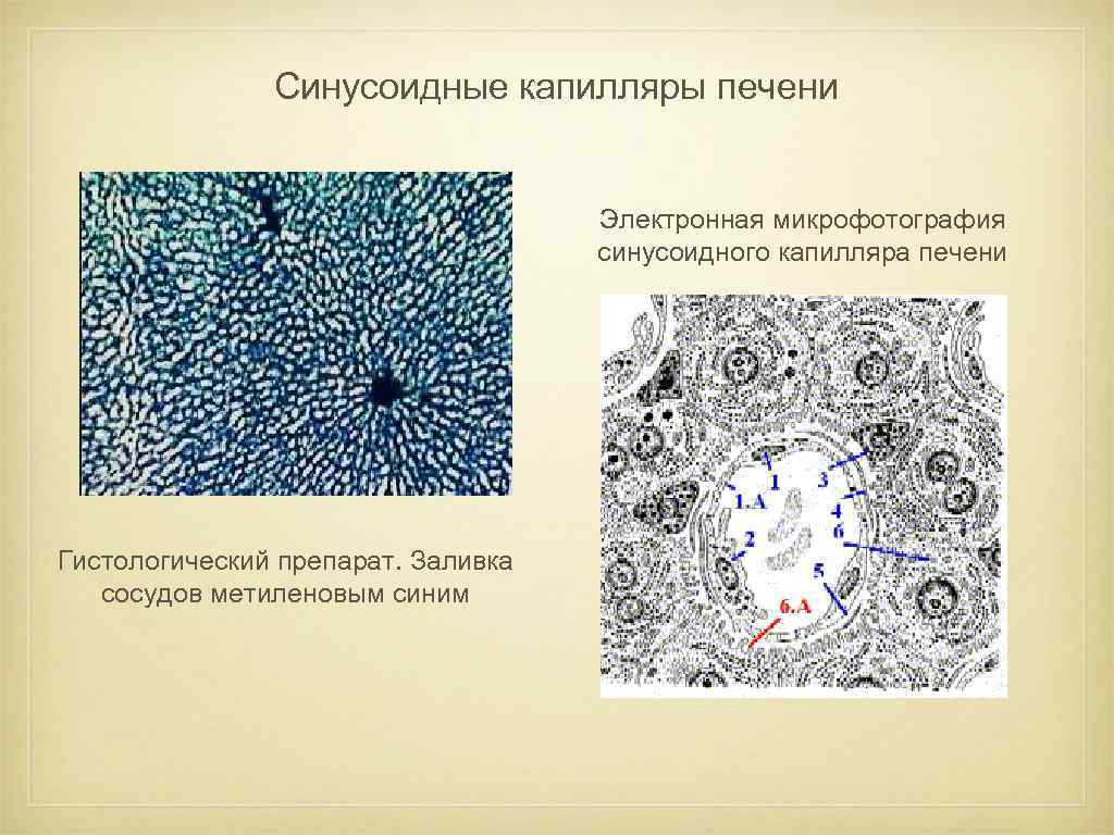 Строение стенки синусоидных капилляров печени