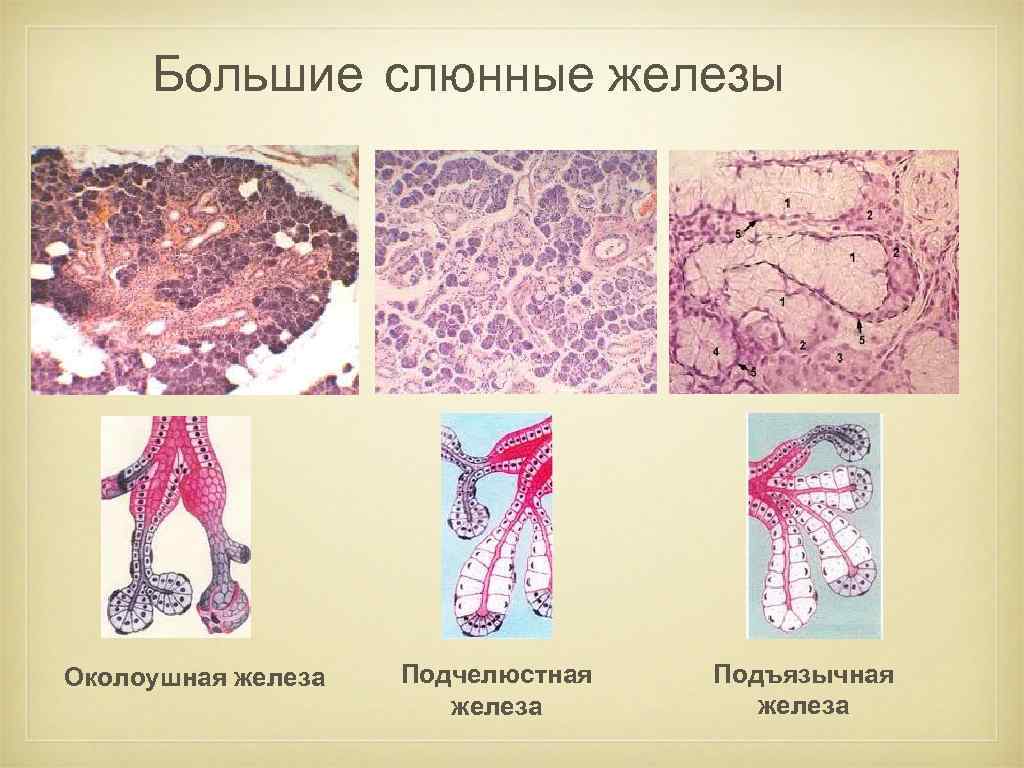 Большие железы. Выводные протоки слюнных желез гистология таблица. Околоушная поднижнечелюстная подъязычная железы гистология.