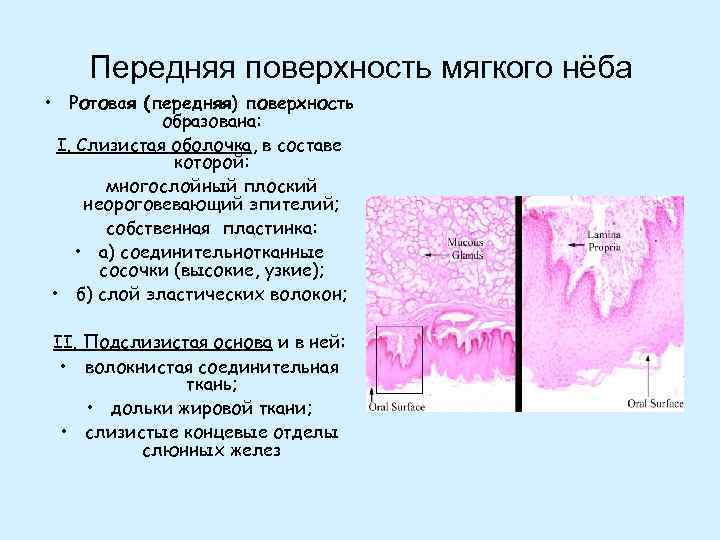 Строение полости рта человека схема с описанием