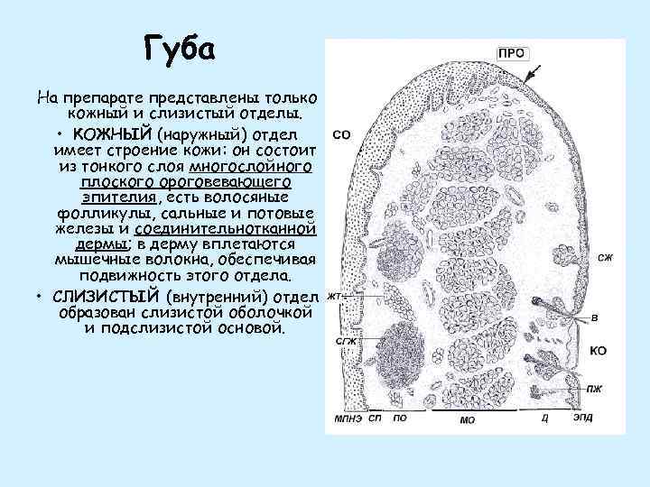 Эритематозная гастропатия на фоне атрофичной слизистой