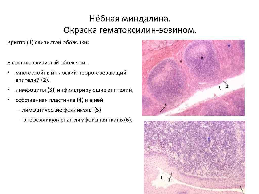 Слизистая ткань находится в