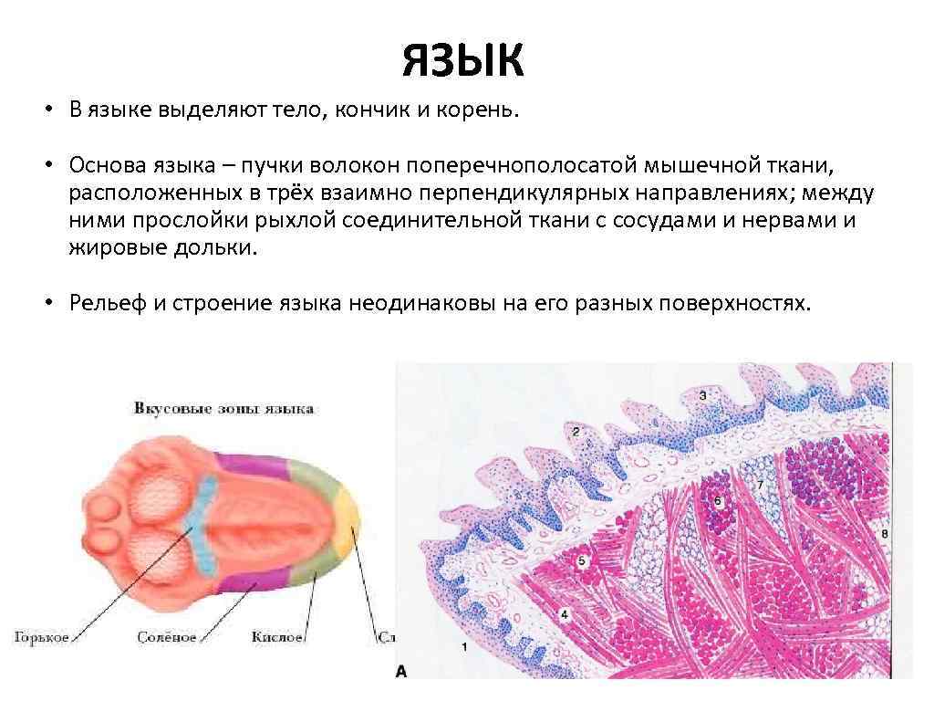 Языке выделяют части. Язык тканевое строение. Ткань, образующая основу языка. Ткань образующая основную массу языка.