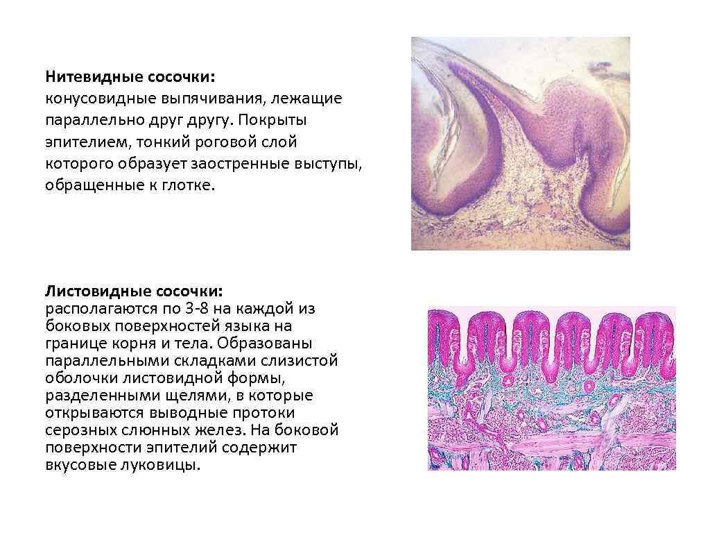 Гистология нитевидные сосочки языка рисунок