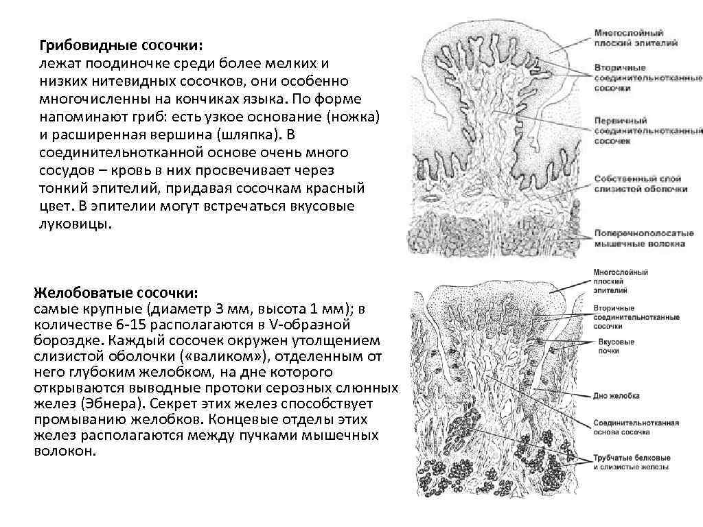 Язык гистология. Грибовидный сосочек языка гистология. Желобоватый сосочек языка гистология препарат. Листовидные сосочки языка схема. Желобовидный сосочек строение.