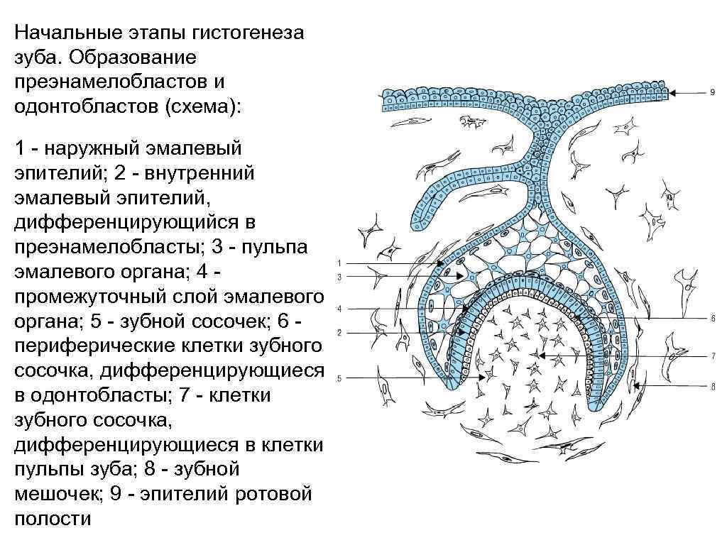 Развитие зуба схема гистология