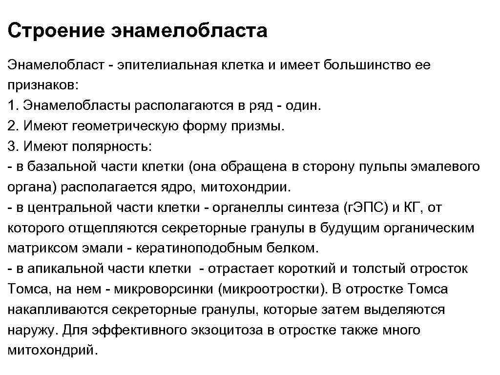 Строение энамелобласта Энамелобласт - эпителиальная клетка и имеет большинство ее признаков: 1. Энамелобласты располагаются