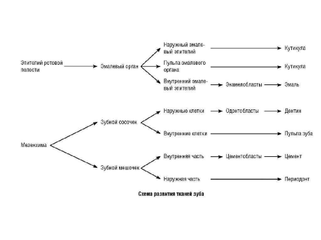Схема формирования зуба