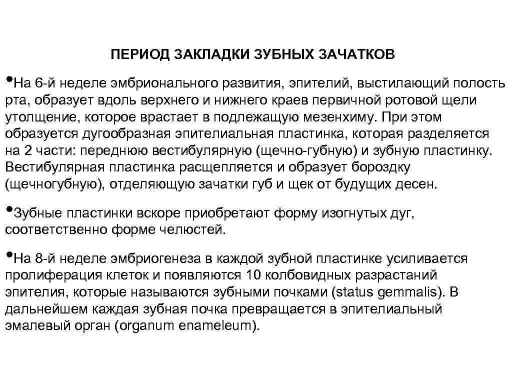 ПЕРИОД ЗАКЛАДКИ ЗУБНЫХ ЗАЧАТКОВ • На 6 -й неделе эмбрионального развития, эпителий, выстилающий полость