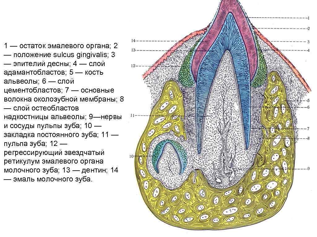 1 — остаток эмалевого органа; 2 — положение sulcus gingivalis; 3 — эпителий десны;