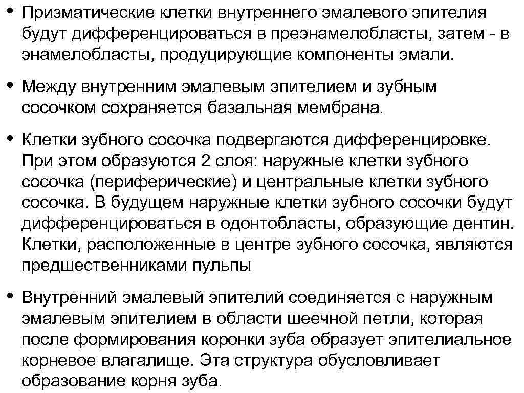  • Призматические клетки внутреннего эмалевого эпителия будут дифференцироваться в преэнамелобласты, затем - в