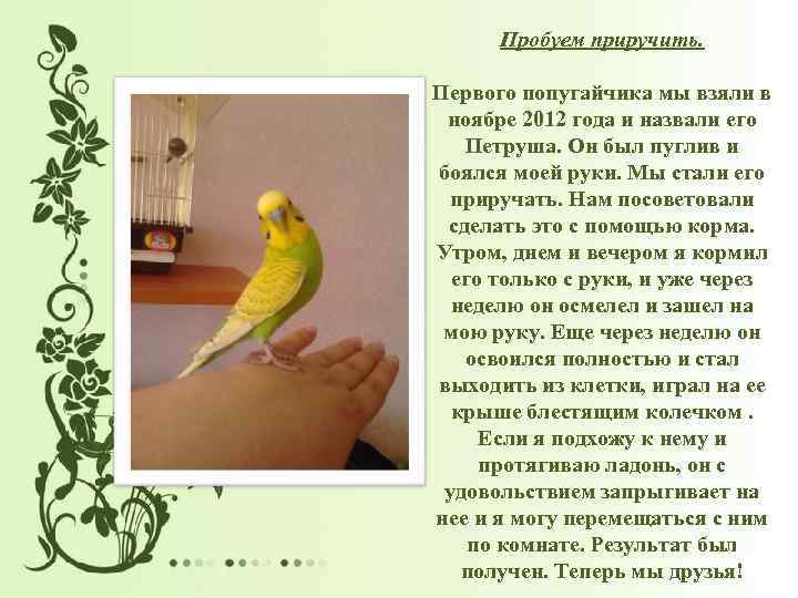 Пробуем приручить. Первого попугайчика мы взяли в ноябре 2012 года и назвали его Петруша.