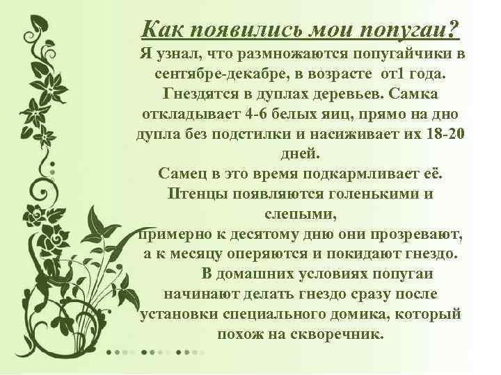 Как появились мои попугаи? Я узнал, что размножаются попугайчики в сентябре-декабре, в возрасте от1