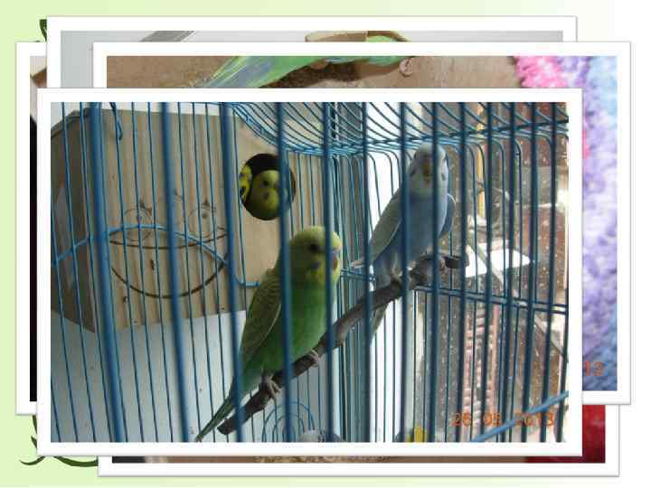 РОЖДЕНИЕ КЕШИ 