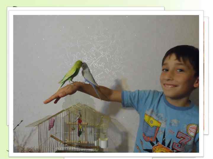  Из результатов опроса я сделал вывод , что каждый ученик имеет в доме