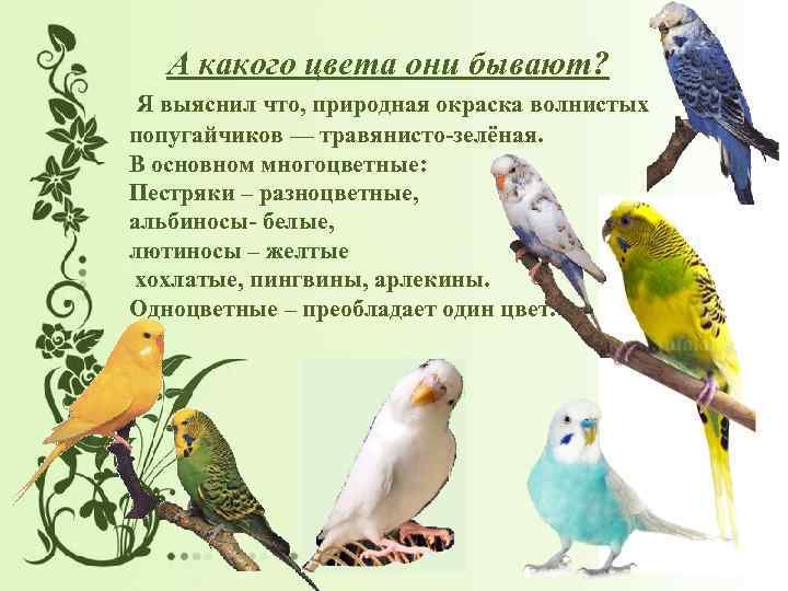 У продавца птиц зеленых попугайчиков было в 4 раза больше чем желтых схема