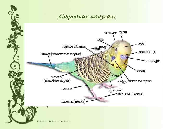 Строение попугая: 