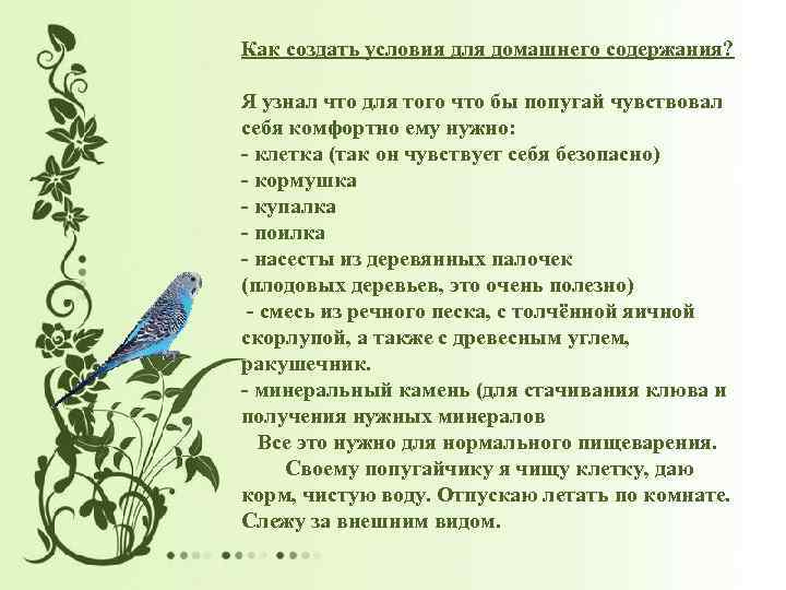 Как создать условия для домашнего содержания? Я узнал что для того что бы попугай
