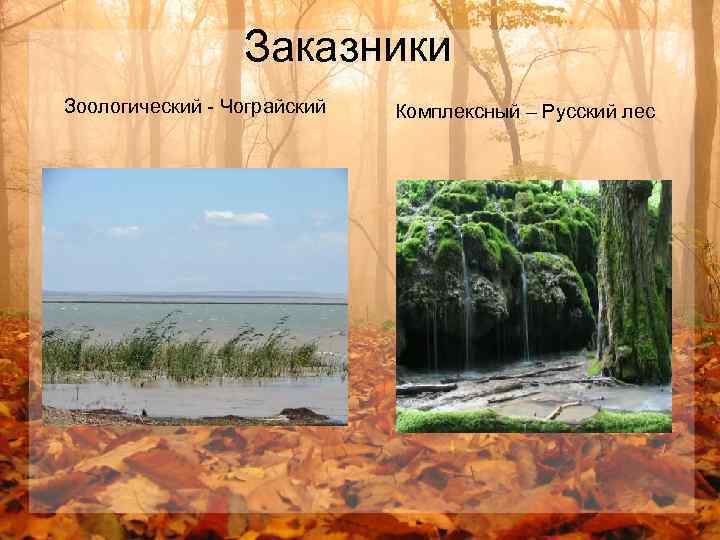 Заказники Зоологический - Чограйский Комплексный – Русский лес 