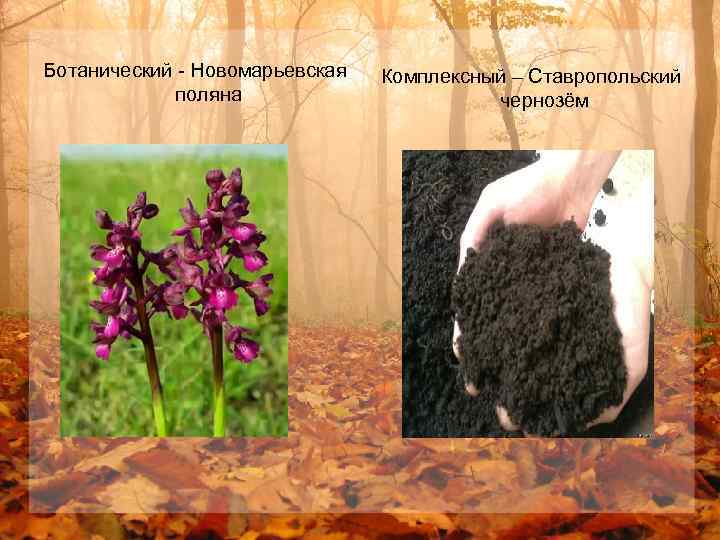 Ботанический - Новомарьевская поляна Комплексный – Ставропольский чернозём 