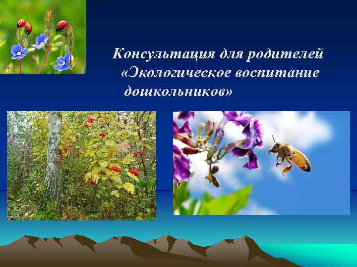 Консультация для родителей «Экологическое воспитание дошкольников» 
