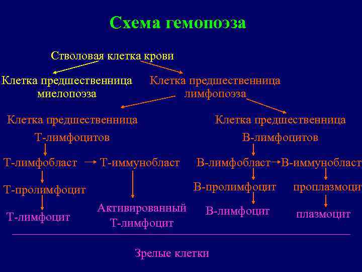 Схема гемопоэза Стволовая клетка крови Клетка предшественница миелопоэза Клетка предшественница лимфопоэза Клетка предшественница Т-лимфоцитов