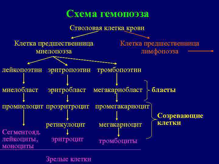 Схема гемопоэза Стволовая клетка крови Клетка предшественница миелопоэза Клетка предшественница лимфопоэза лейкопоэтин эритропоэтин тромбопоэтин