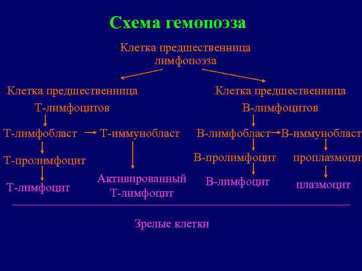 Схема гемопоэза Клетка предшественница лимфопоэза Клетка предшественница Т лимфоцитов Т лимфобласт Т иммунобласт В
