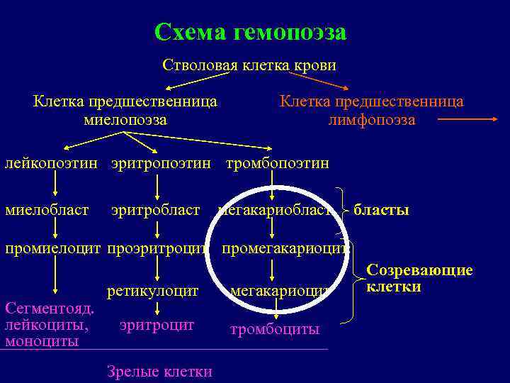 Схема гемопоэза Стволовая клетка крови Клетка предшественница миелопоэза Клетка предшественница лимфопоэза лейкопоэтин эритропоэтин тромбопоэтин