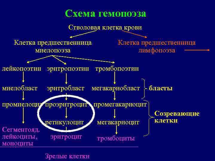 Схема гемопоэза Стволовая клетка крови Клетка предшественница миелопоэза Клетка предшественница лимфопоэза лейкопоэтин эритропоэтин тромбопоэтин
