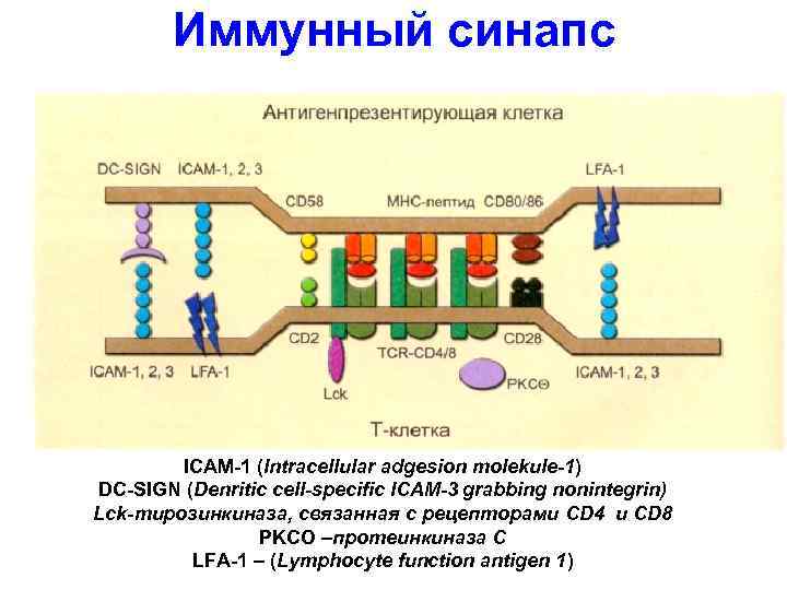 Иммунный синапс ICAM-1 (Intracellular adgesion molekule-1) DC-SIGN (Denritic cell-specific ICAM-3 grabbing nonintegrin) Lck-тирозинкиназа, связанная