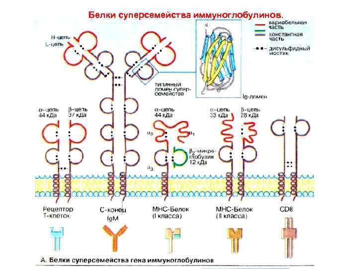 Белки суперсемейства иммуноглобулинов. 