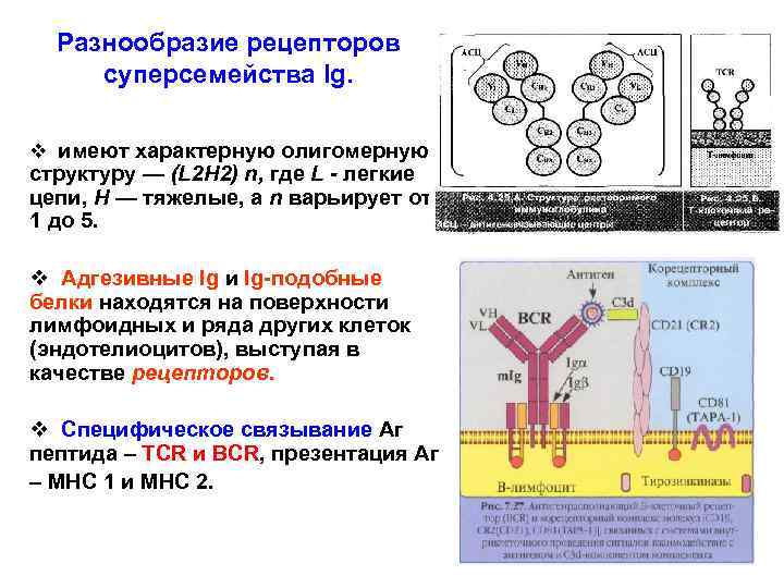 Разнообразие рецепторов суперсемейства Ig. v имеют характерную олигомерную структуру — (L 2 H 2)