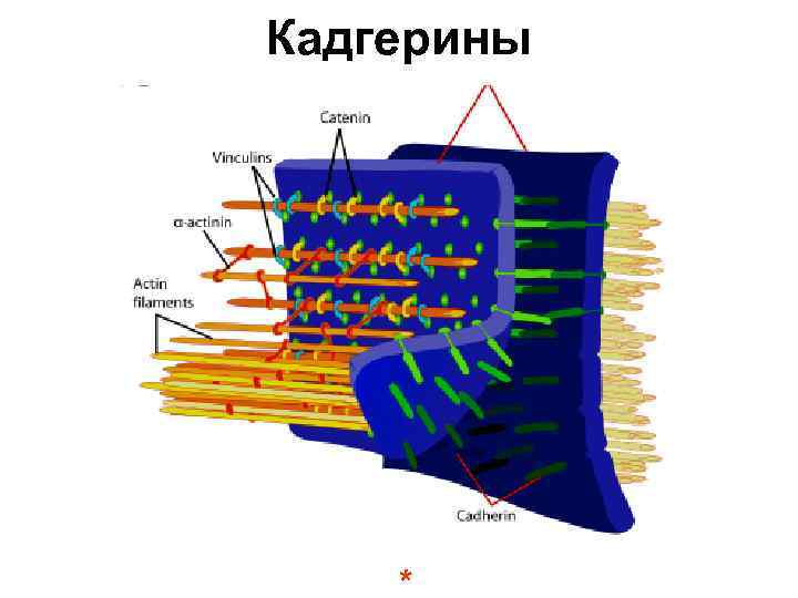 Кадгерины * 