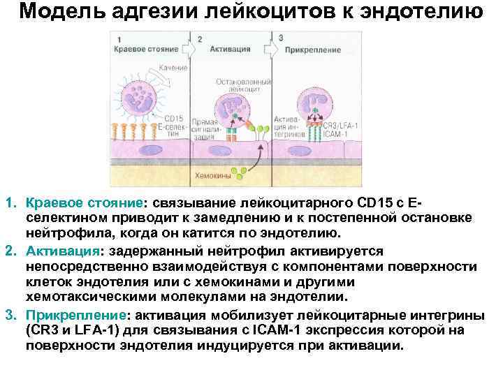 Модель адгезии лейкоцитов к эндотелию 1. Краевое стояние: связывание лейкоцитарного CD 15 с Еселектином